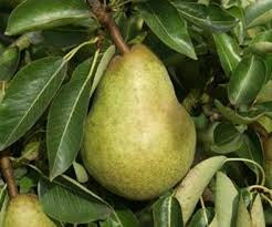 Pear - Williams