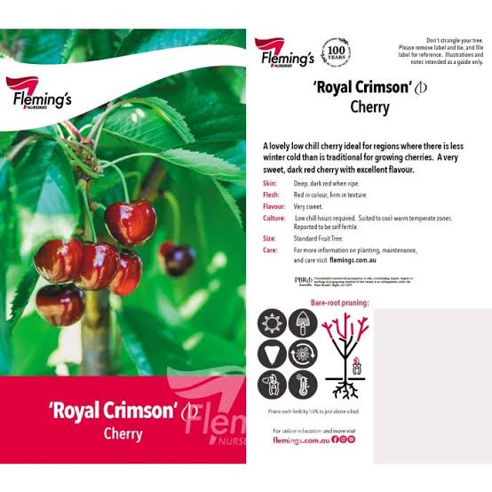 Dwarf Cherry - Royal Crimson