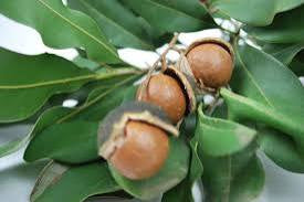Macadamia Nut - Lots A Lots