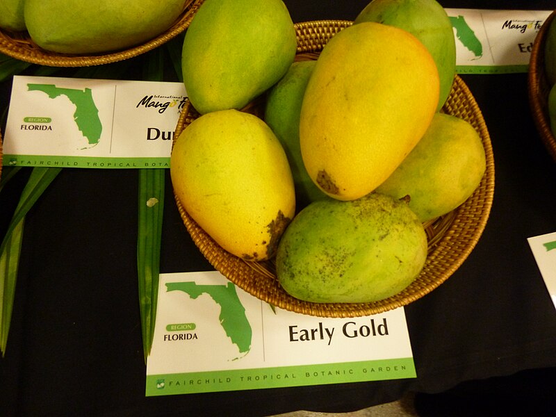 Mango - Early Gold