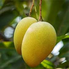 Mango - Early Gold