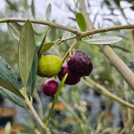 Olive - Frantoio