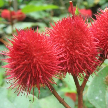 Achiote - Bixa