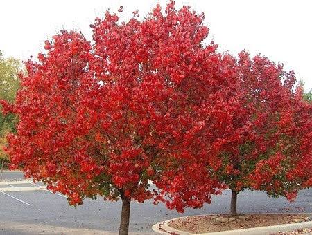 Ornamental Pear - Manchurian