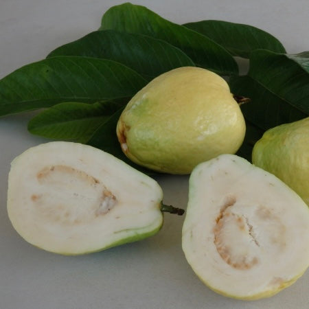 Guava - China Pear – Fruitopia Nursery