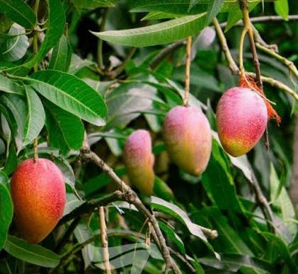 Dwarf Mango - Allison Red