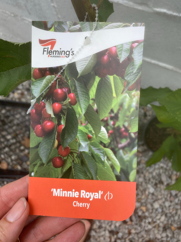 Cherry - Royal Lee – Fruitopia Nursery