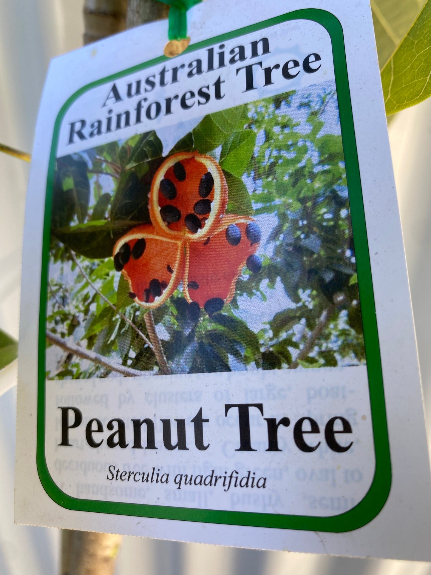 Rainforest Peanut Tree - Advanced