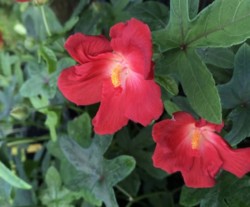 Musk Mallow