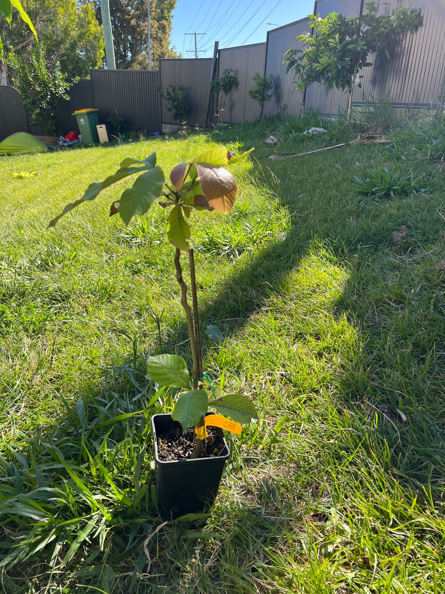 Giant Yellow Mulberry