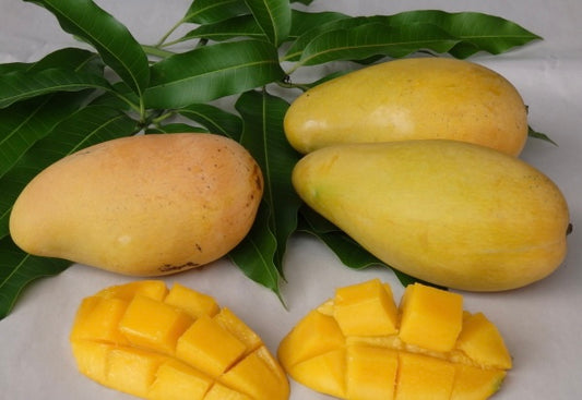 Mango - Kwan