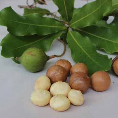 Dwarf Macadamia