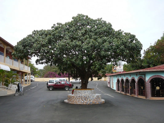 African Breadfruit