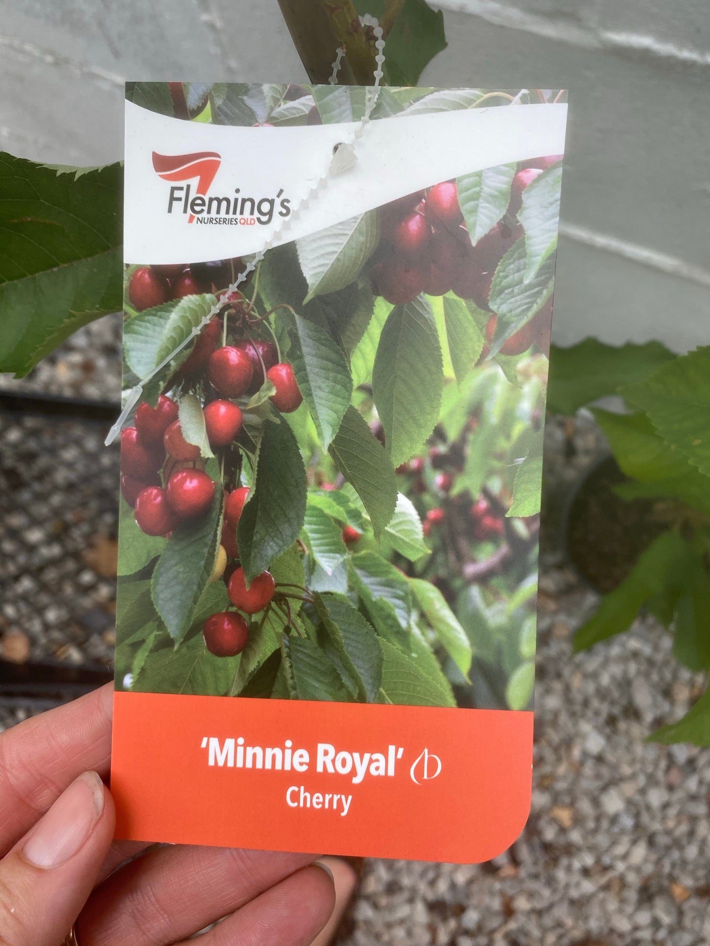 Cherry - Mini Royal