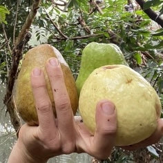 Guava - China Pear