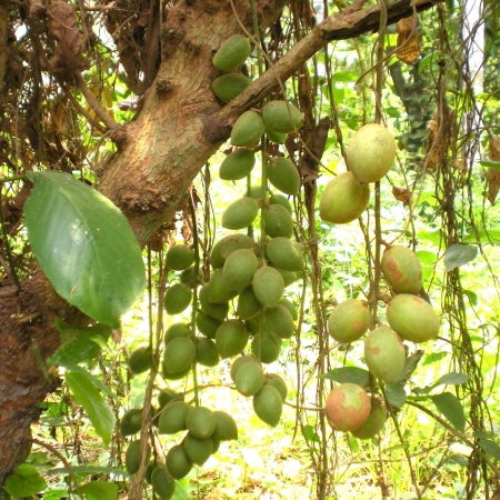 Burmese Grape