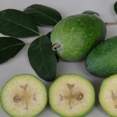 Feijoa - Large Oval