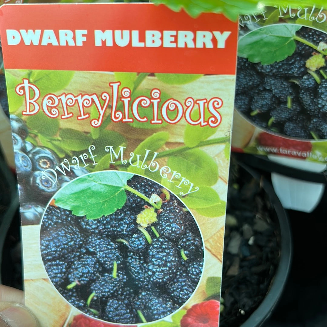 Dwarf Mulberry - Black SMALL