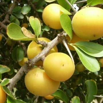 Keyapple Kei Apple – Fruitopia Nursery