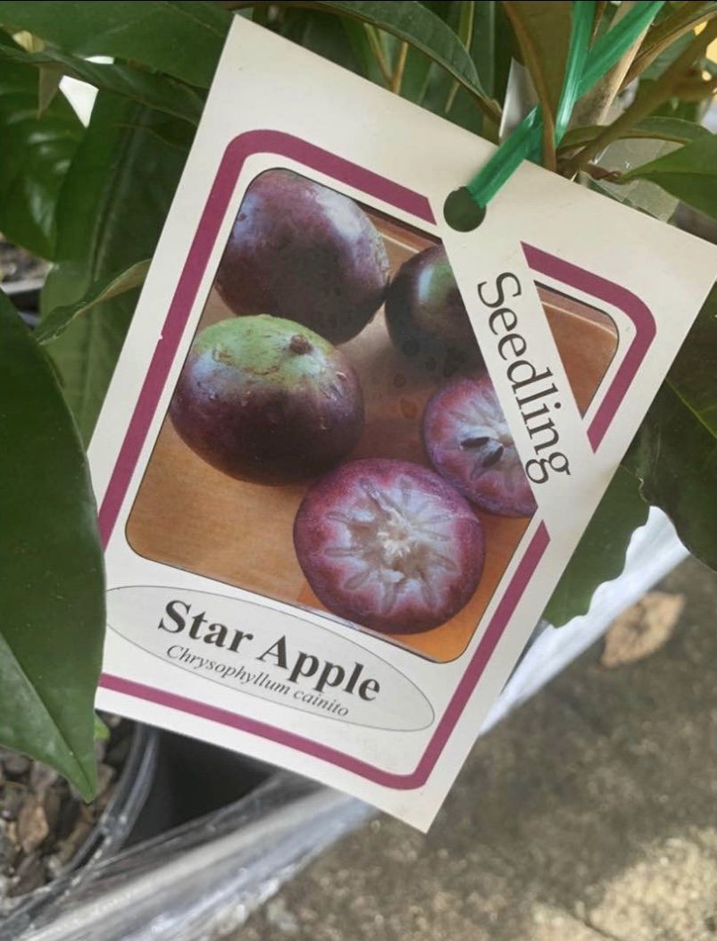 Star Apple Tree