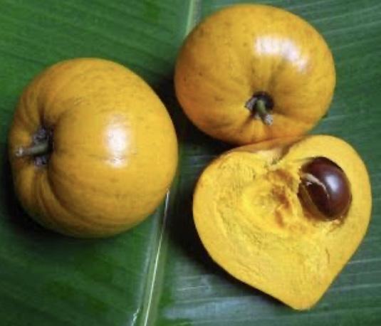 Egg Fruit Tree / Yellow Sapote / Canistel