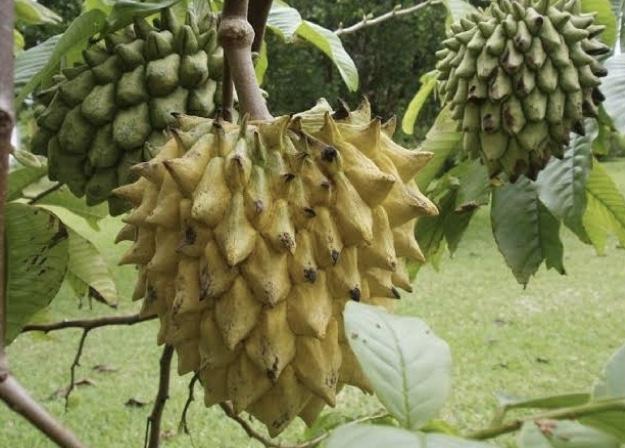 Brazilian Custard Apple