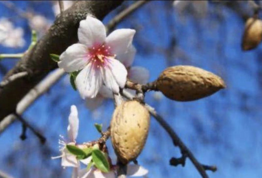 Grafted Almond Pair