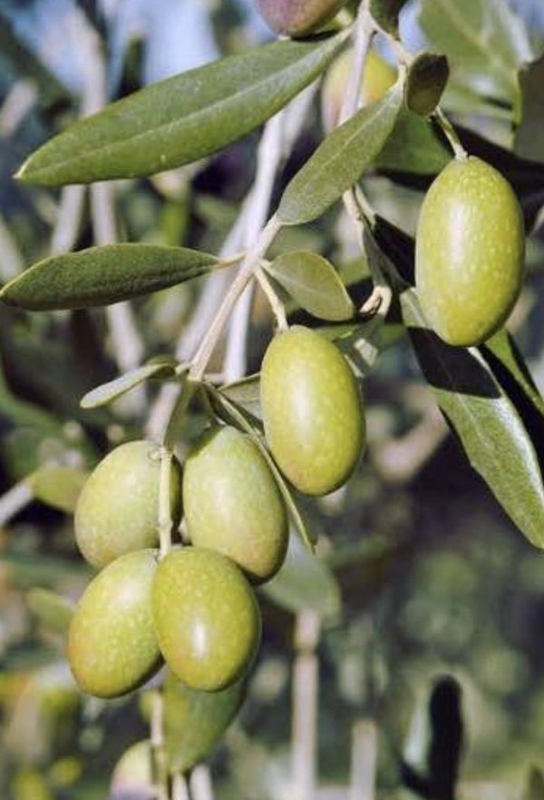 Dwarf Green Olive Garden Harvest Fruitopia Nursery