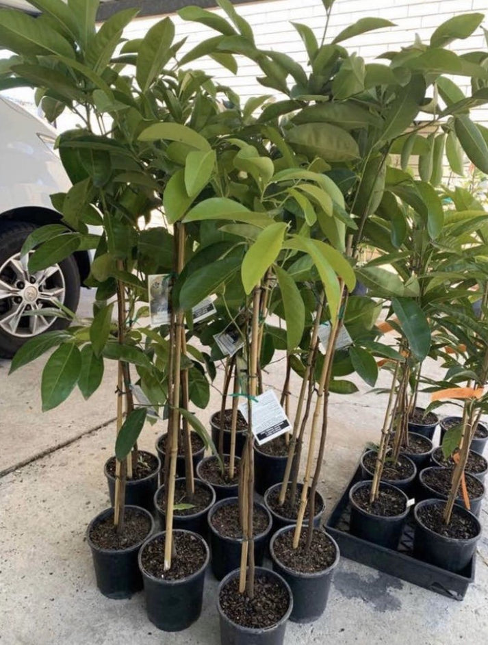 Black Sapote / Chocolate Pudding Fruit – Fruitopia Nursery