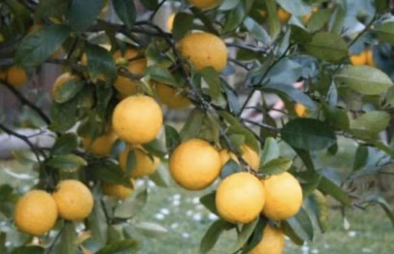 Dwarf Lemonade Tree: RESTRICTED TO QLD