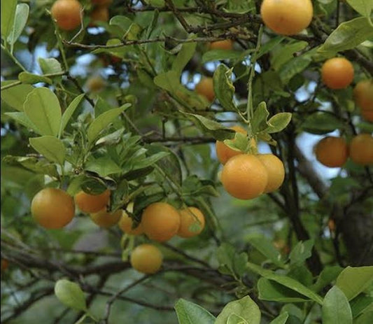 Calamansi / Cumquat Calamondin (Small) : RESTRICTED TO QLD