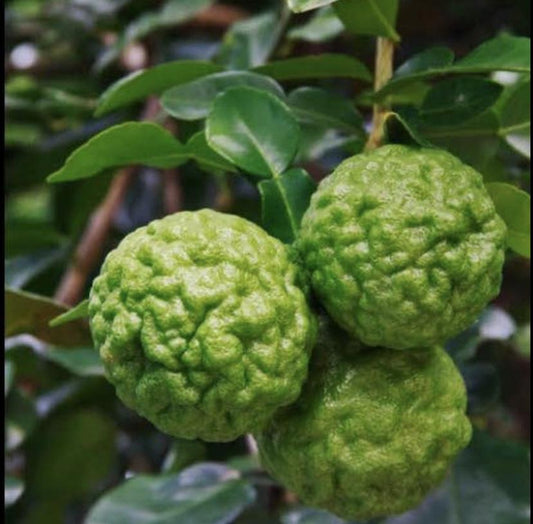 Dwarf Kaffir Lime: RESTRICTED TO QLD