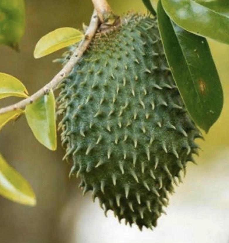 Soursop