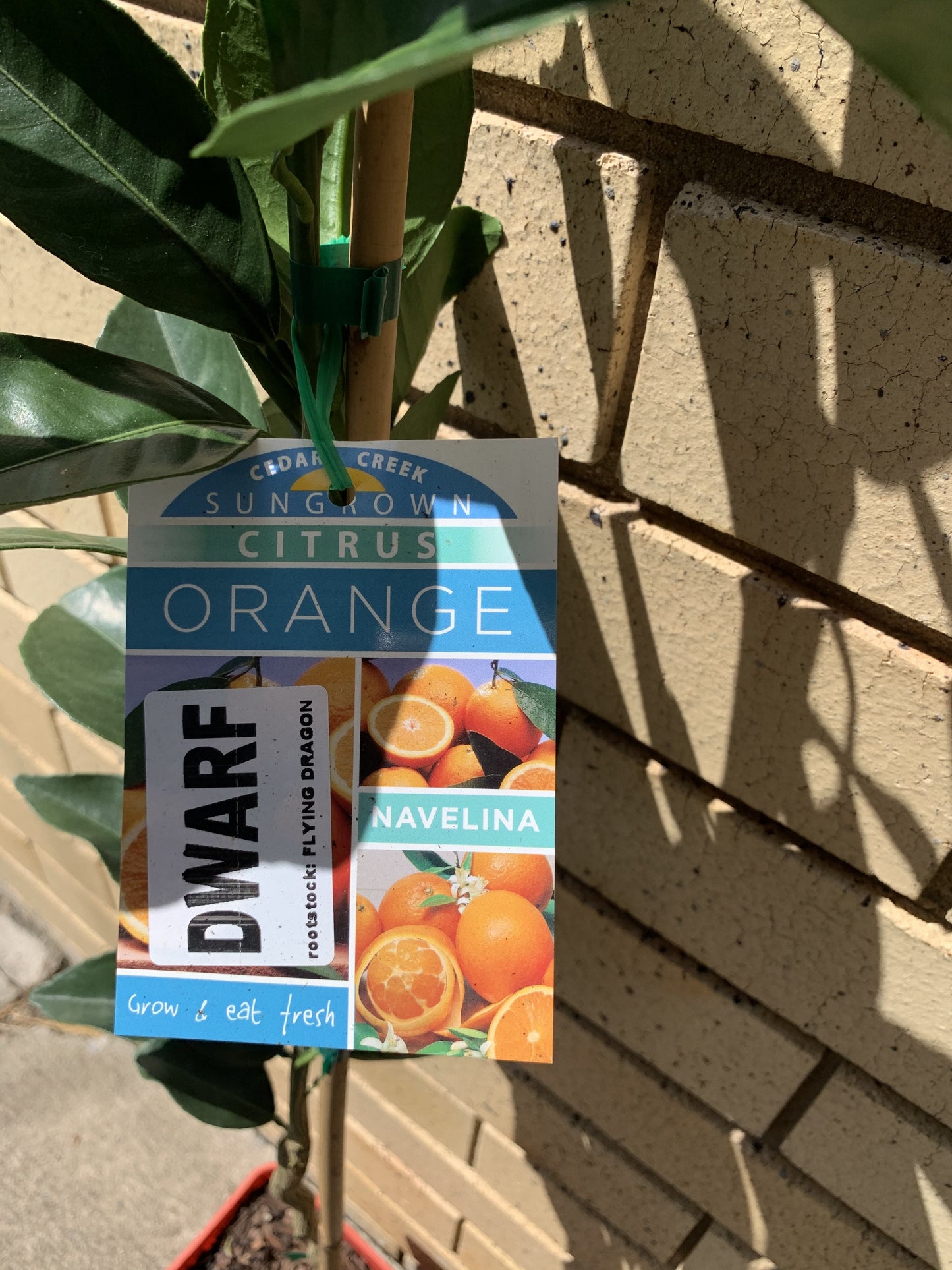 Dwarf Orange - Navelina: RESTRICTED TO QLD
