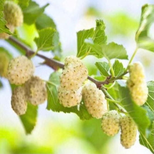 Mulberry - White