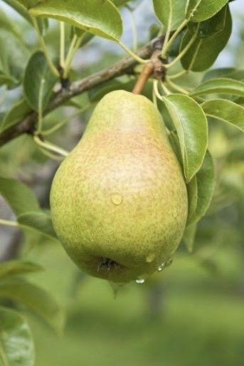 Pear - Golden Globe