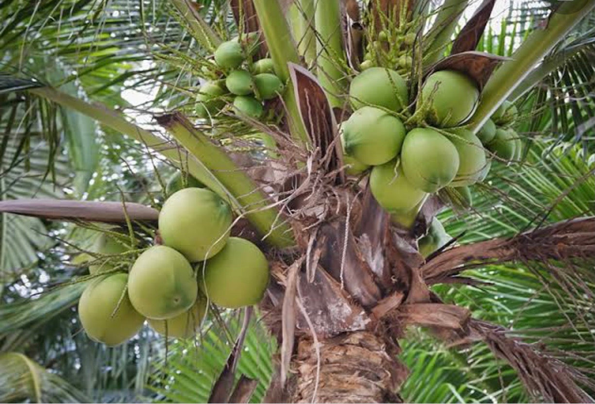 Green coconut palm