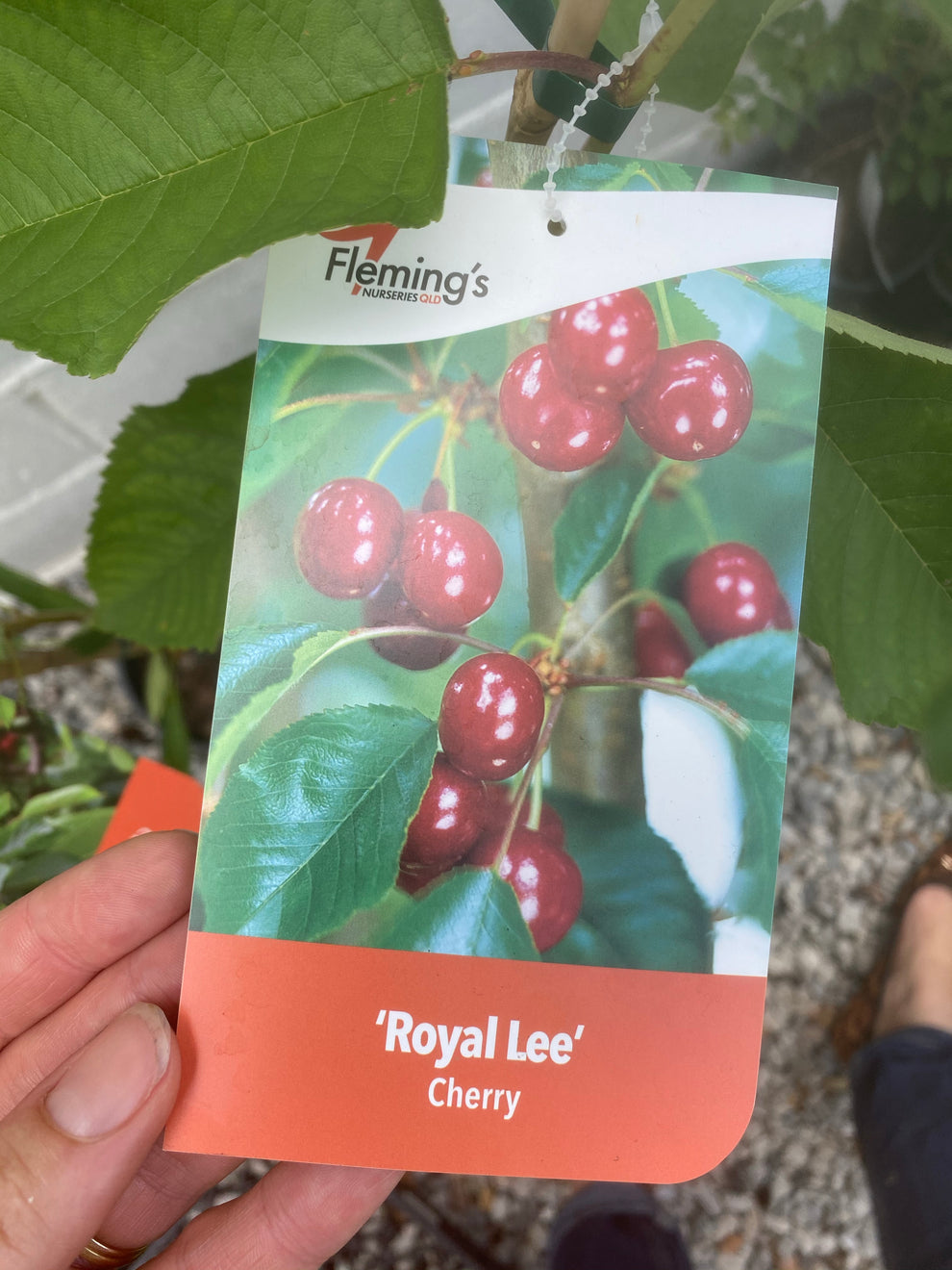 Cherry - Low Chill – Fruitopia Nursery