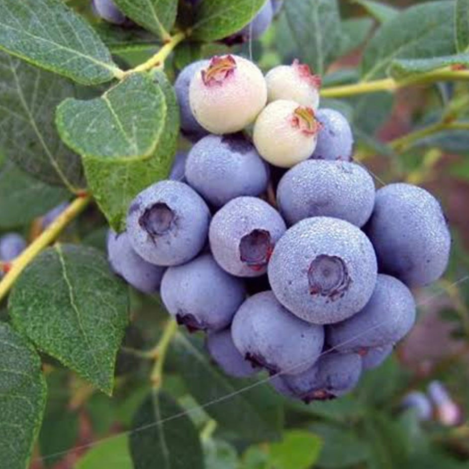 Blueberry - Brightwell