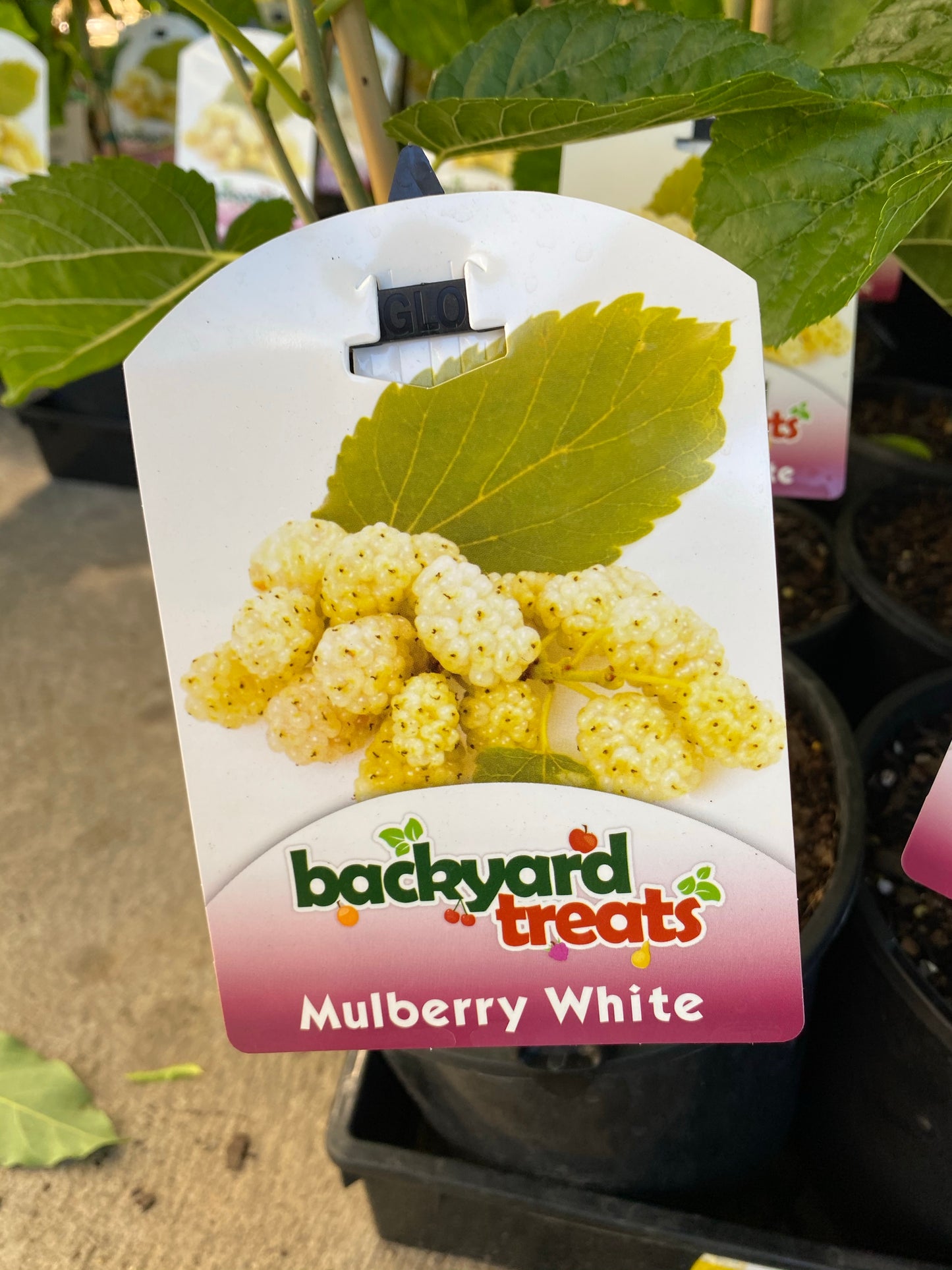 Mulberry - White