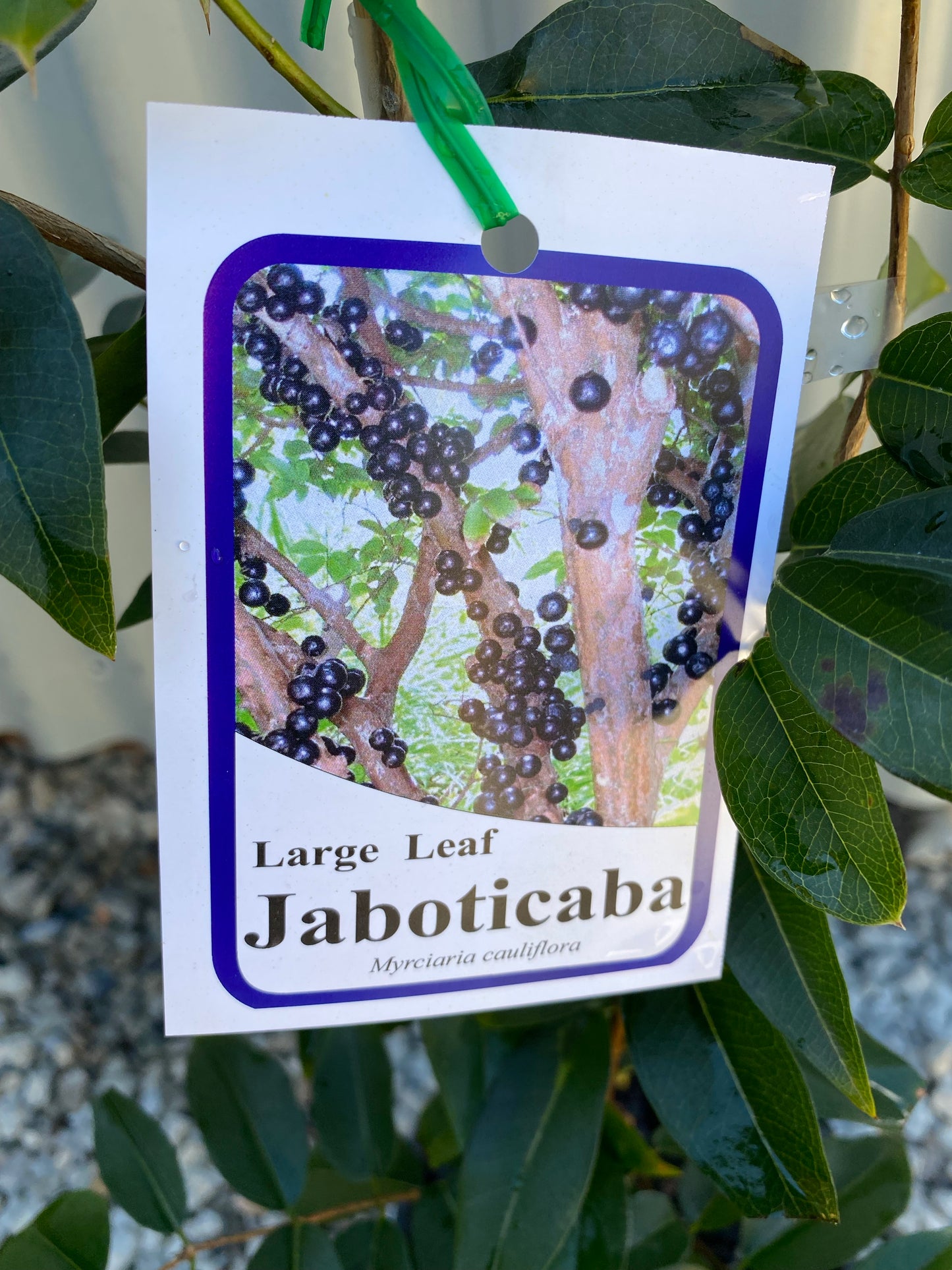 Jaboticaba - Large Leaf