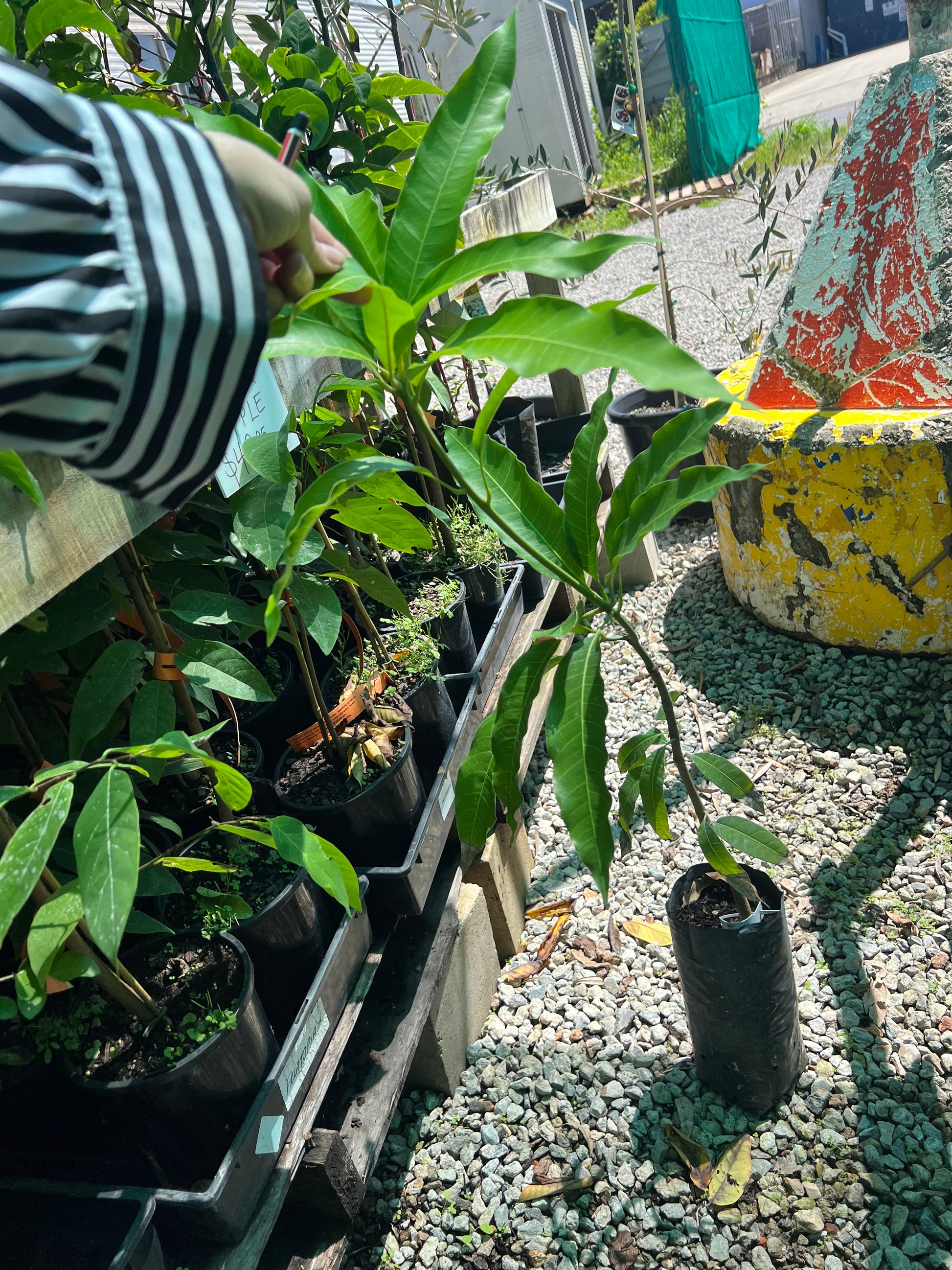 Mango Zill Fruitopia Nursery