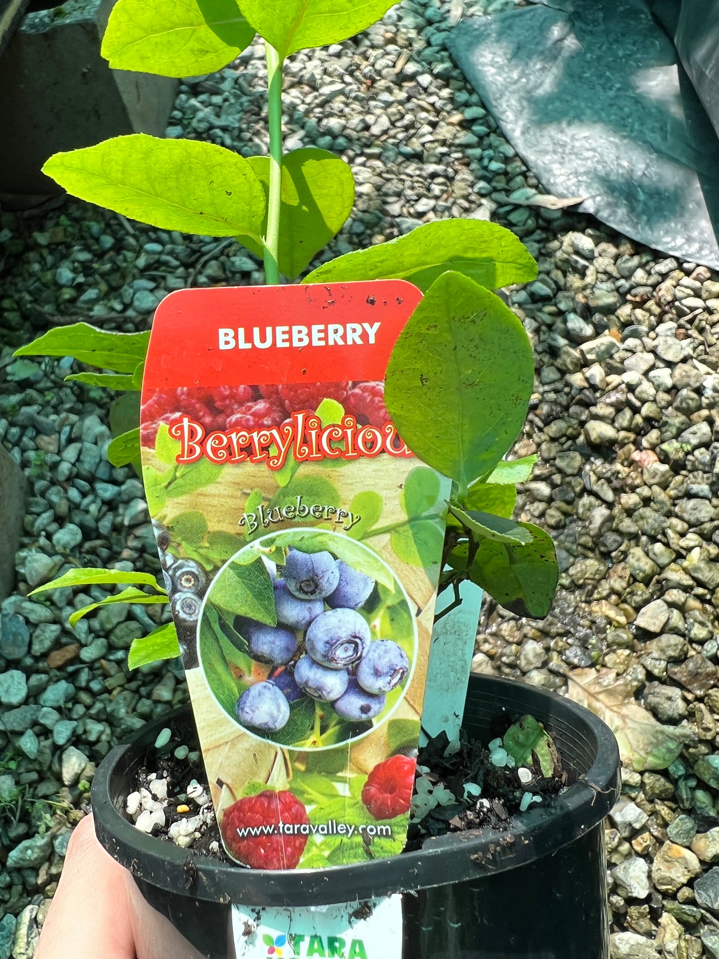 Blueberry - Sharpblue