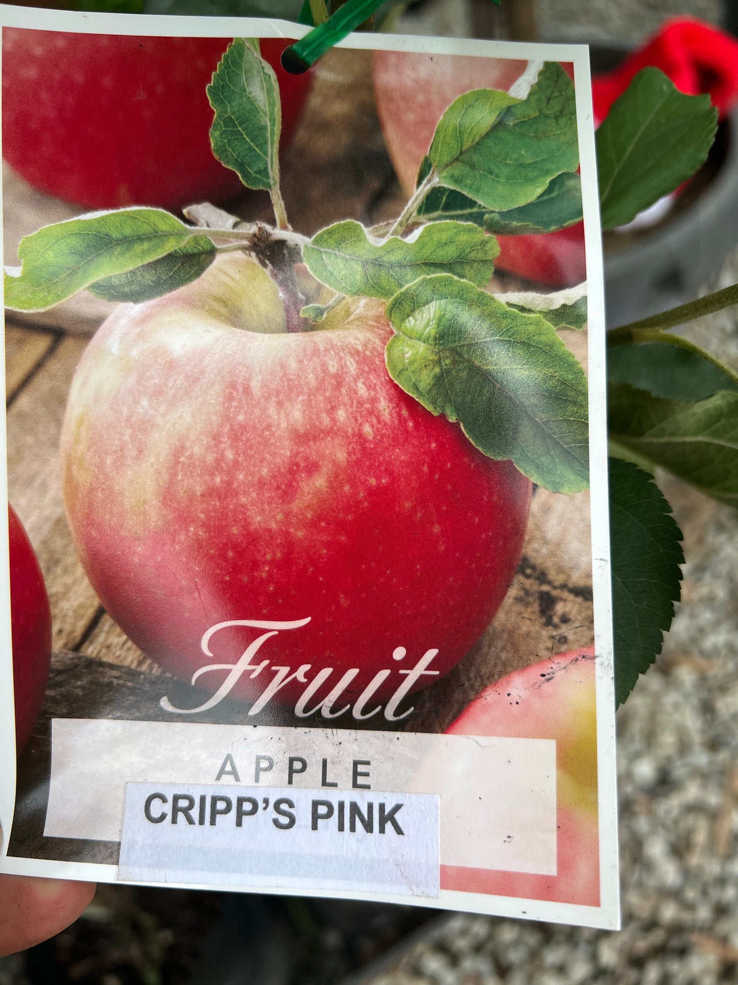 Apple - Pink Lady / Cripps Pink