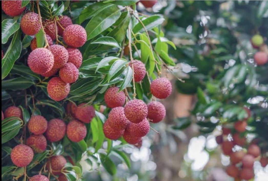 Dwarf Lychee Tree