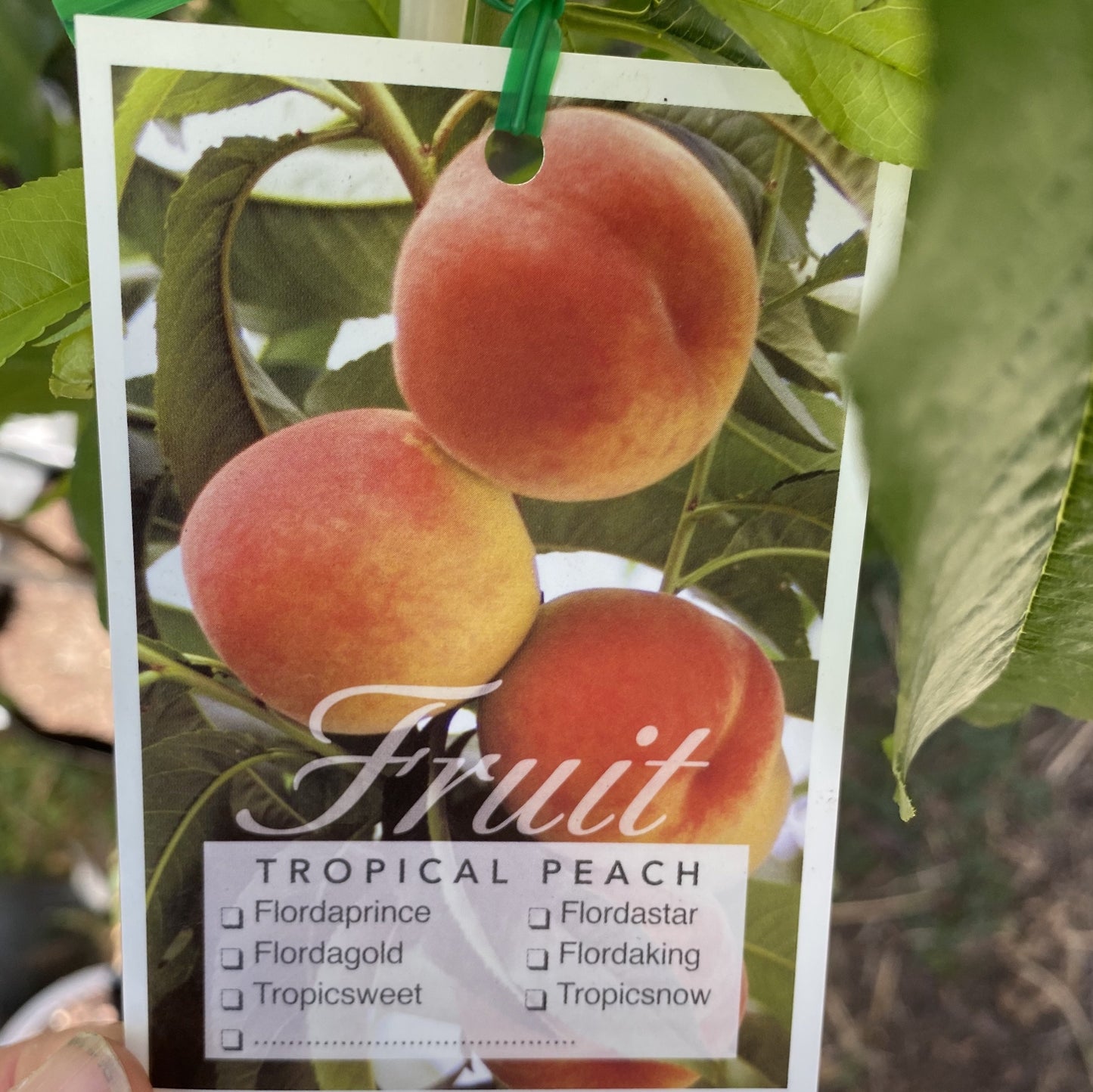 Peach - Flordagold