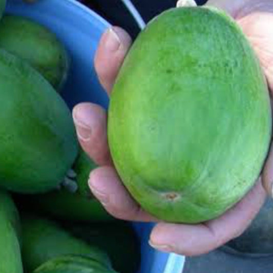 Feijoa - Mammoth