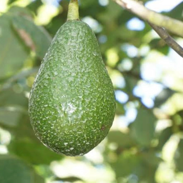 Avocado - Edranol (B Type)