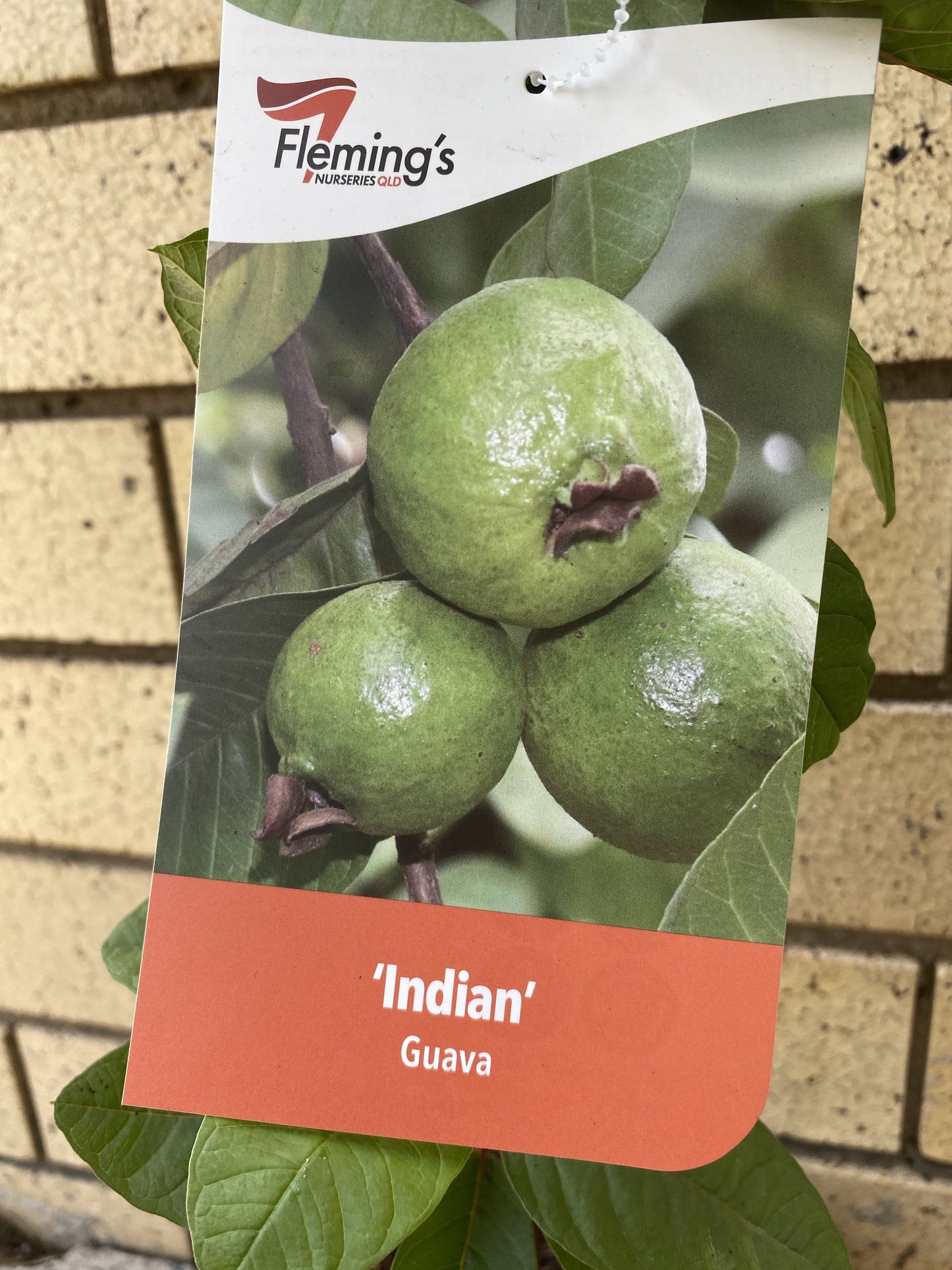 Thai / Indian Guava