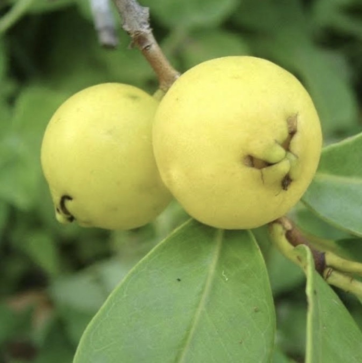 Yellow Cherry Guava